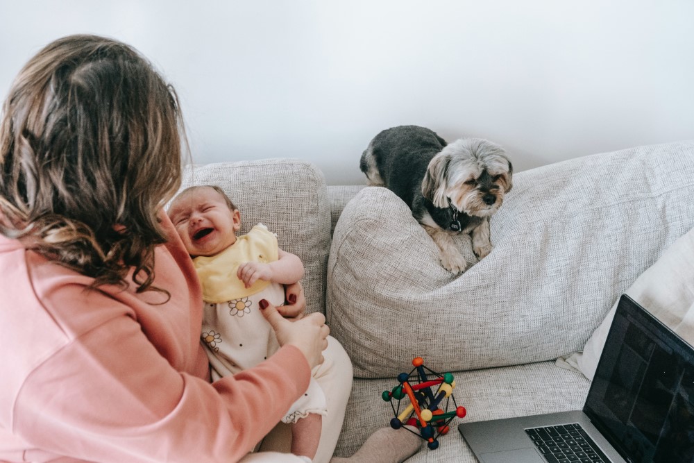 a parent works from home on the couch with a baby, dog and laptop